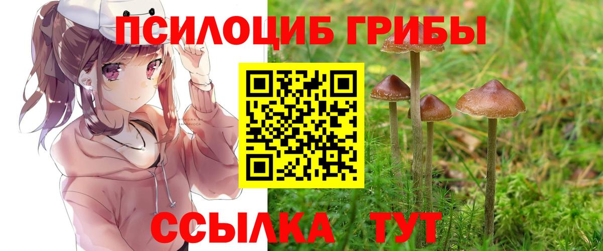 Выборг  Галлюциногенные грибы Cubensis  Вход с VPN 